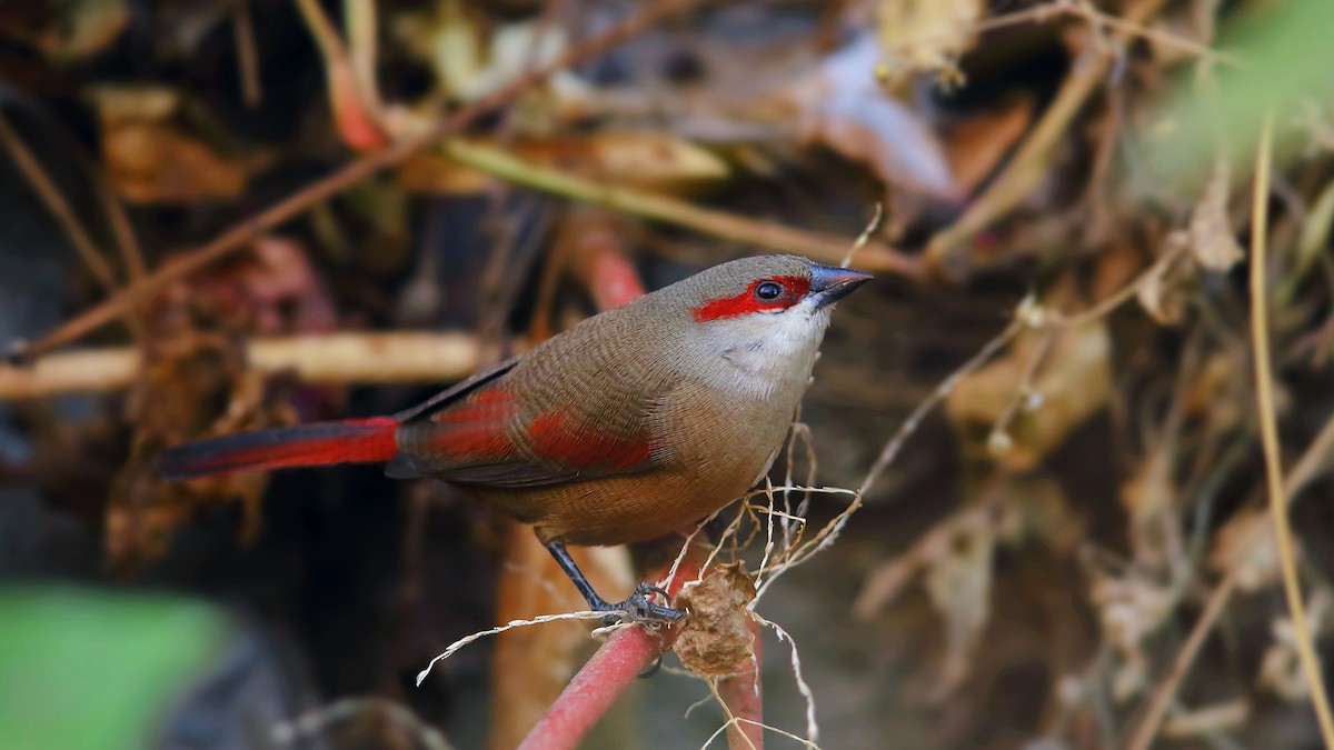 Crimson-rumped Waxbill - ML205229381