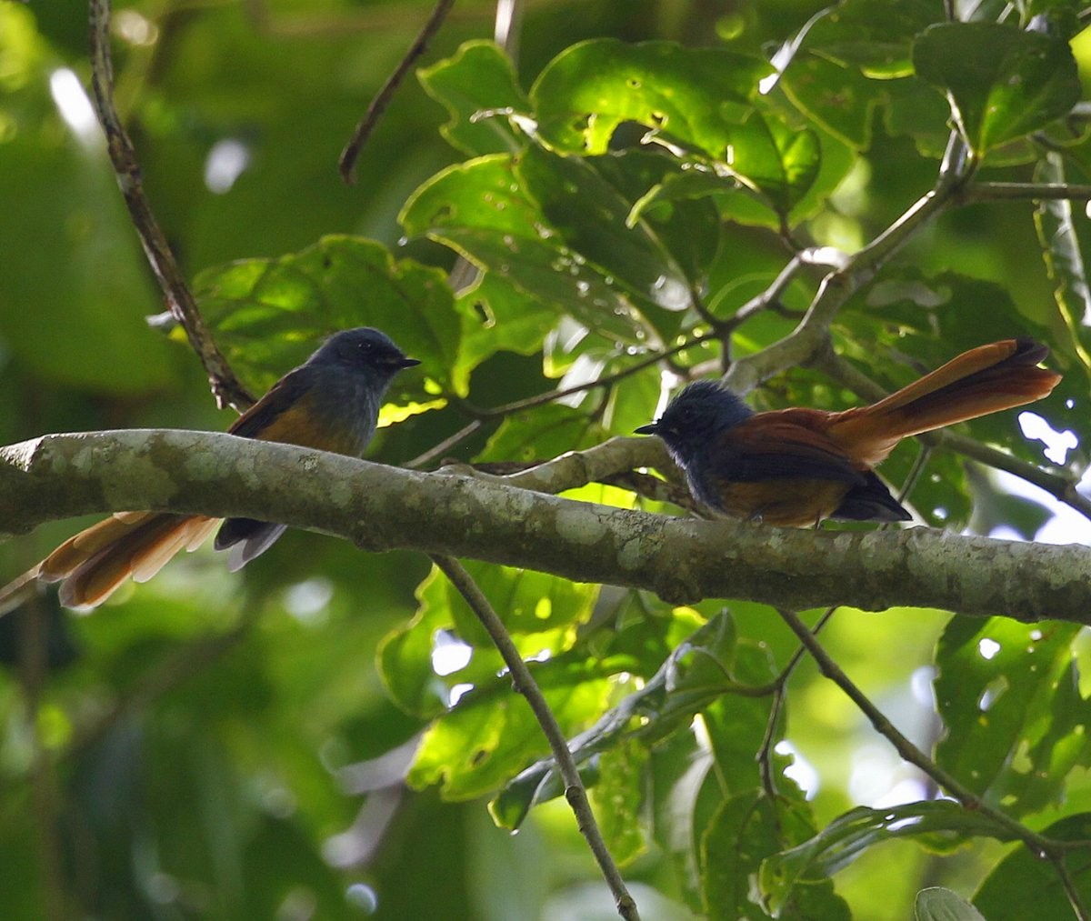 Blue-headed Fantail - ML205229571