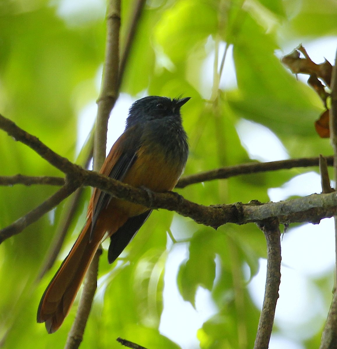 Blue-headed Fantail - ML205229581