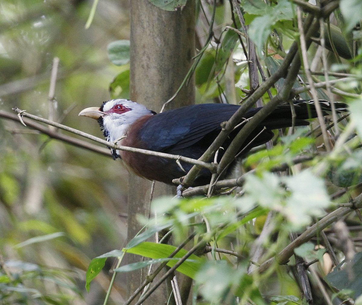 Scale-feathered Malkoha - ML205229601