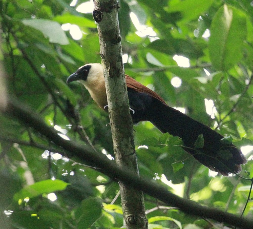 Black-faced Coucal - ML205229631