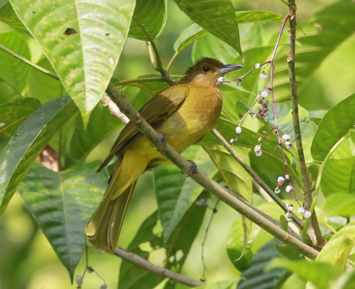 Yellowish Bulbul (Yellowish) - ML205229711