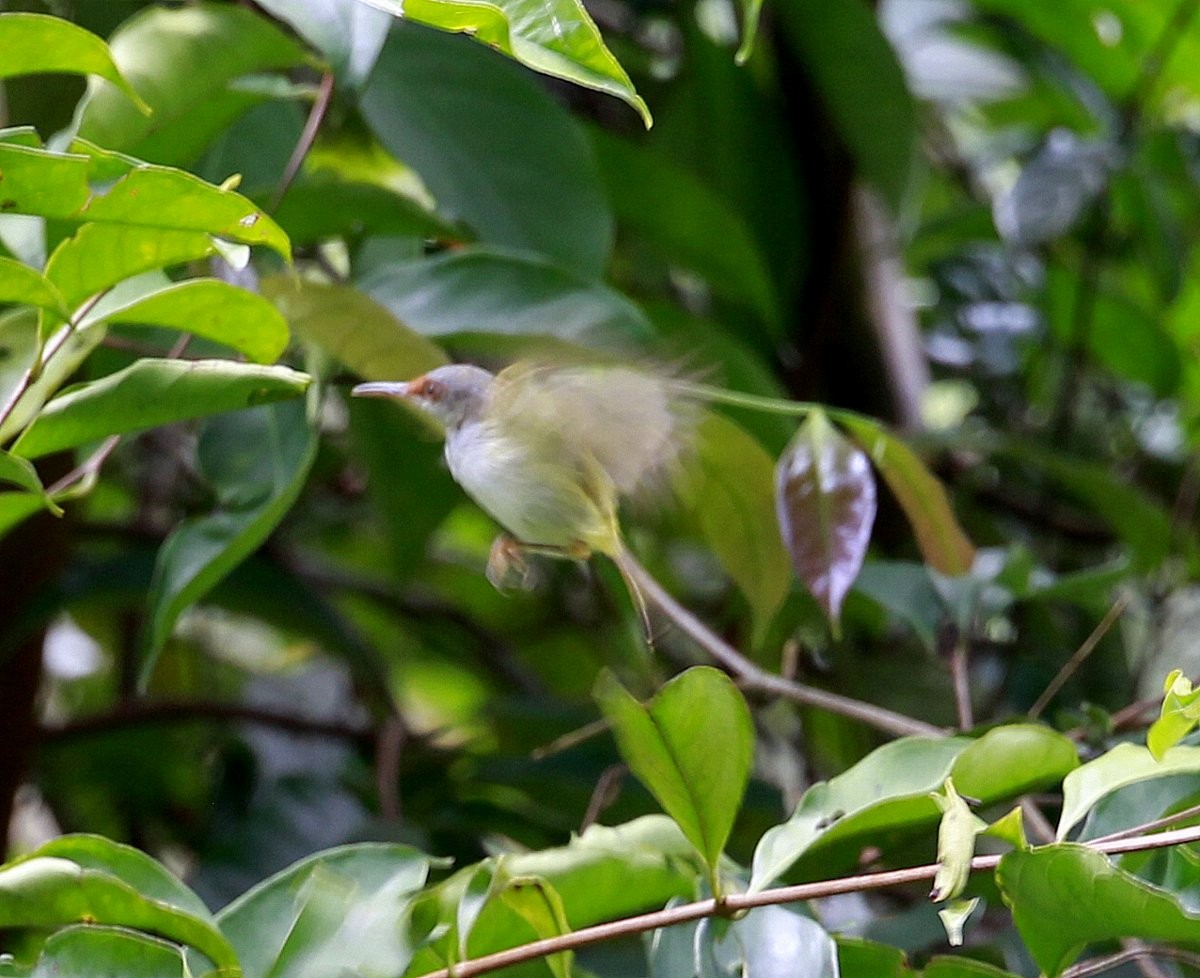 Rufous-fronted Tailorbird - Carmelo López Abad