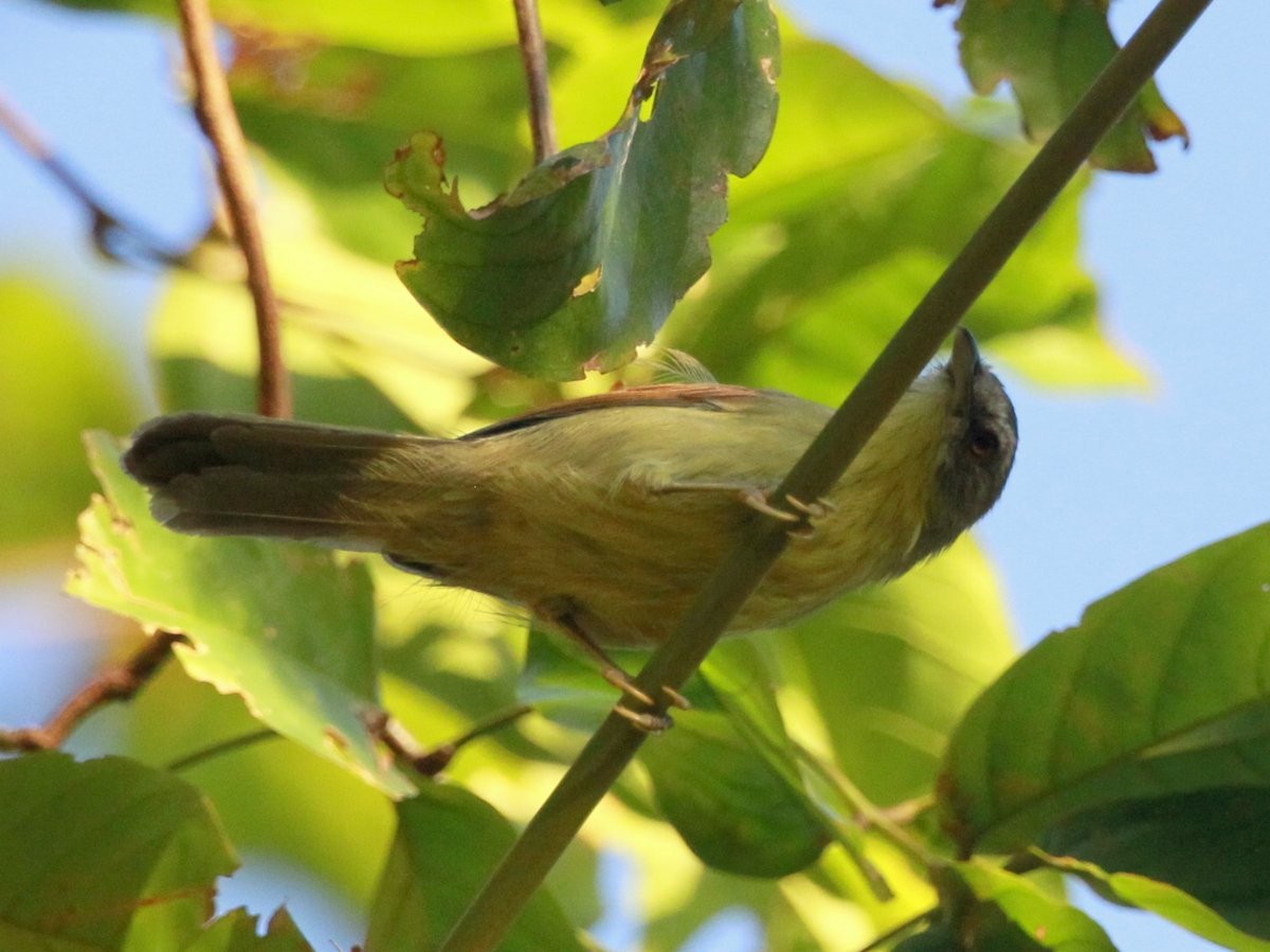 Pin-striped Tit-Babbler (Palawan) - ML205229791