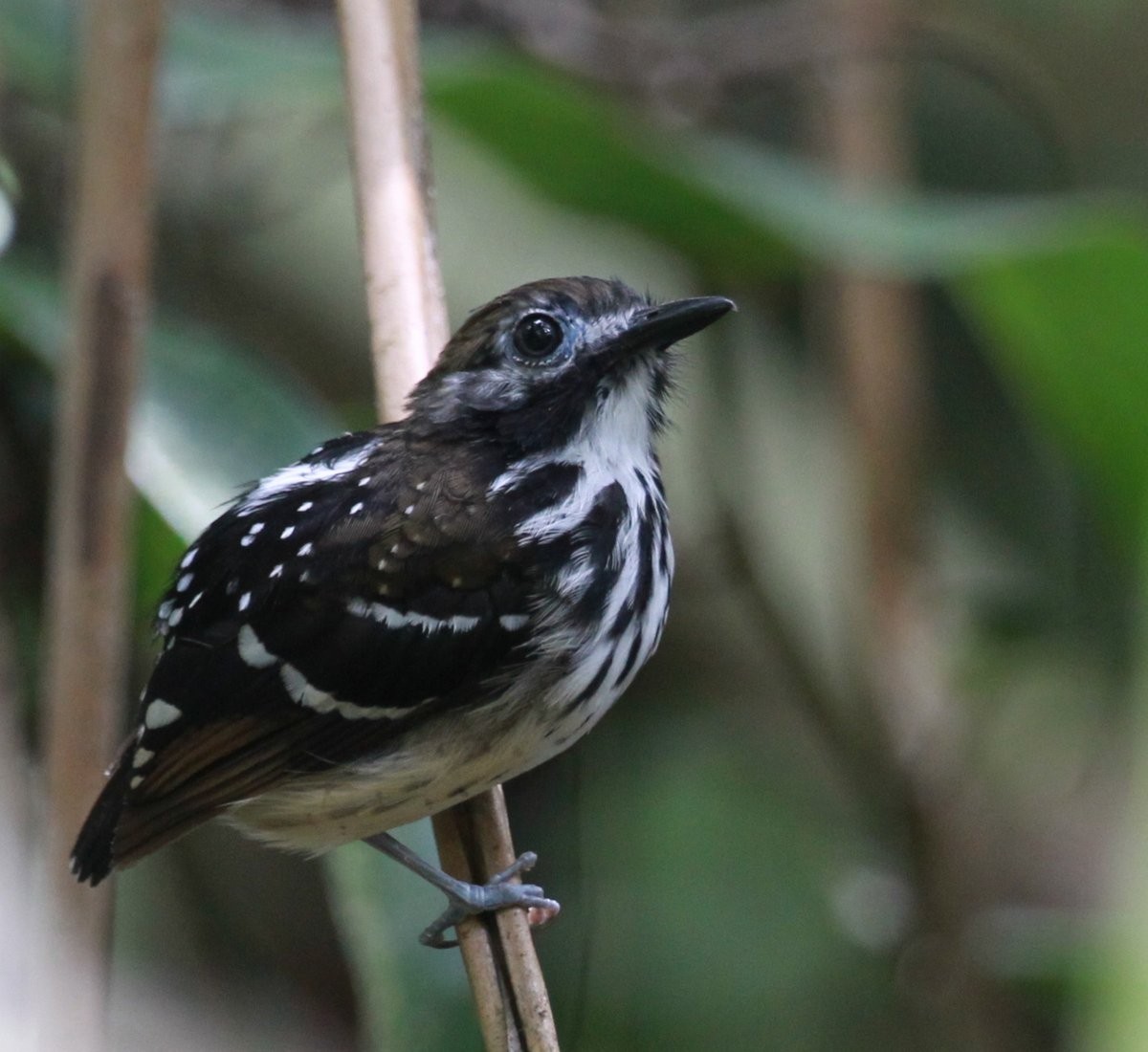 Dot-backed Antbird - ML205229971