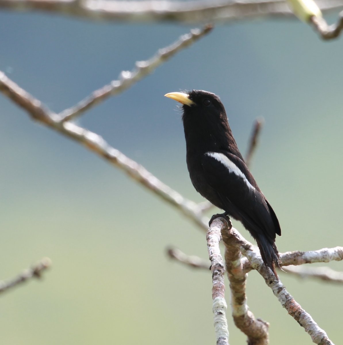 Yellow-billed Nunbird - ML205229981