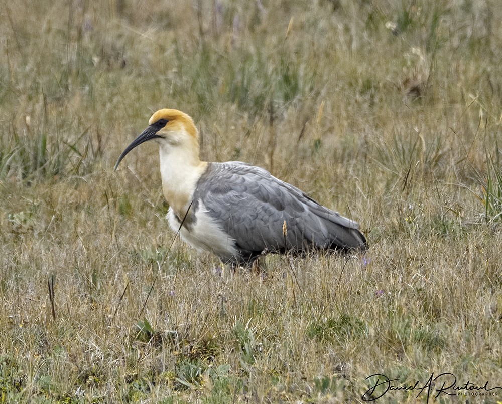 Andean Ibis - Dave Rintoul