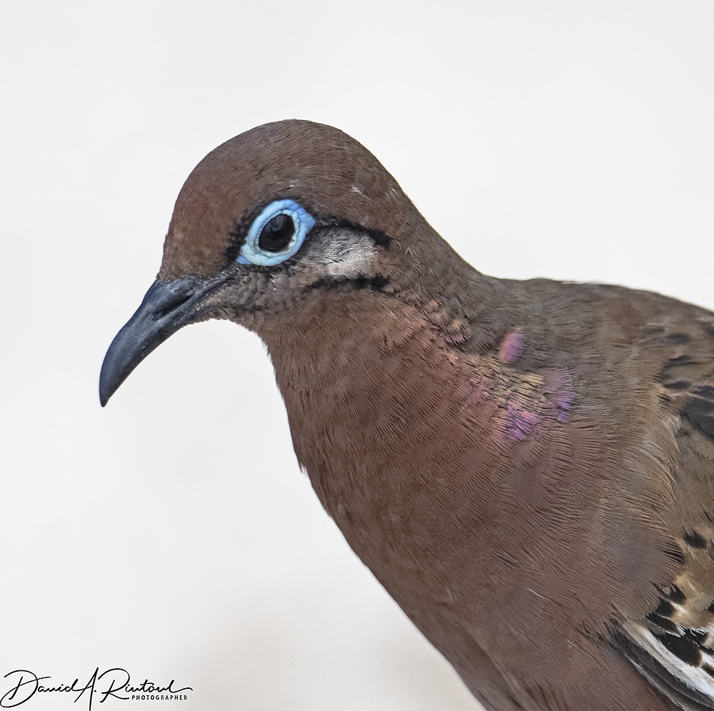 Galapagos Dove - ML205230171