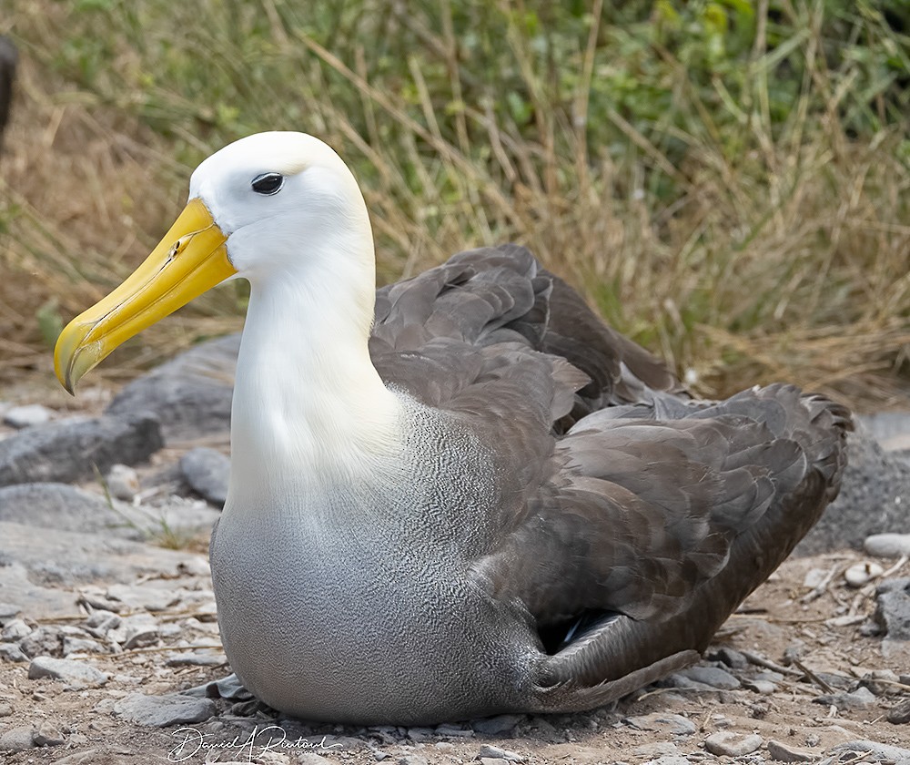 Waved Albatross - ML205230401