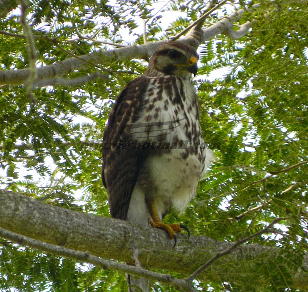 Gray Hawk - ML205230661