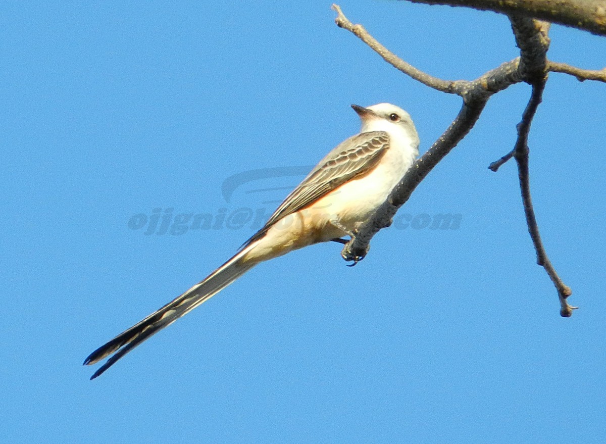 Scissor-tailed Flycatcher - Orlando Jarquín