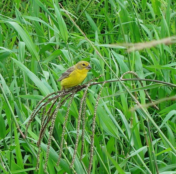 Grassland Yellow-Finch - ML205231451