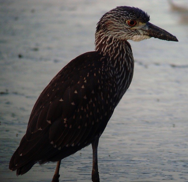 Yellow-crowned Night Heron - ML205231821