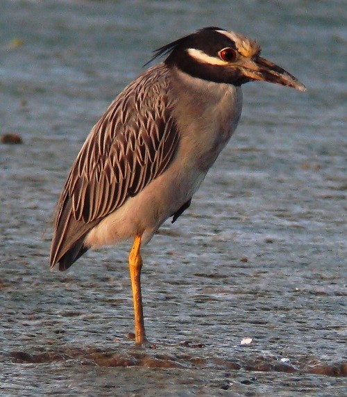 Yellow-crowned Night Heron - nigel lallsingh