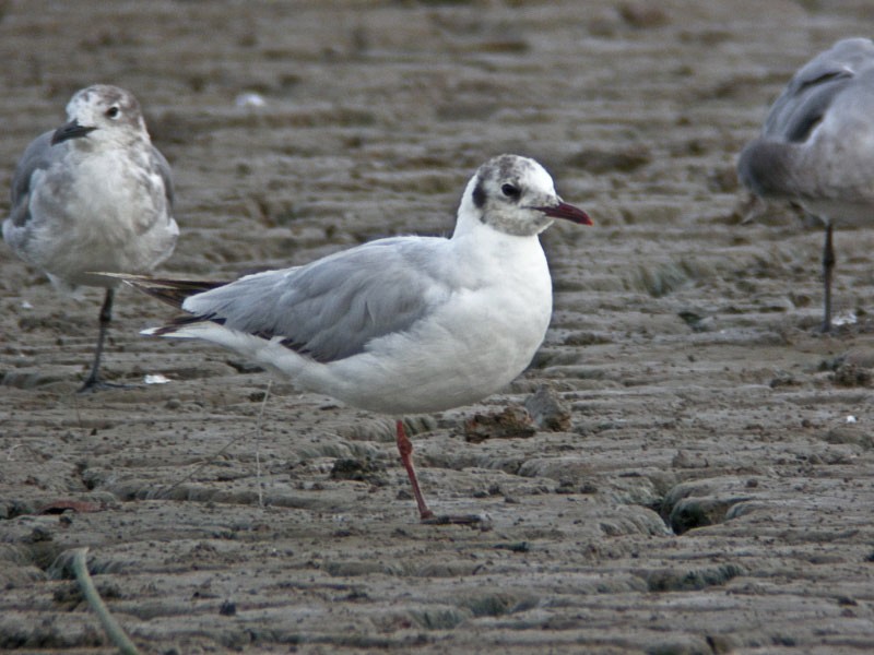 Gaviota Reidora - ML205232001