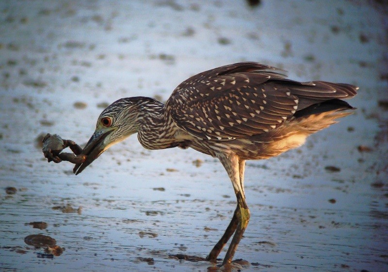 Yellow-crowned Night Heron - ML205232051