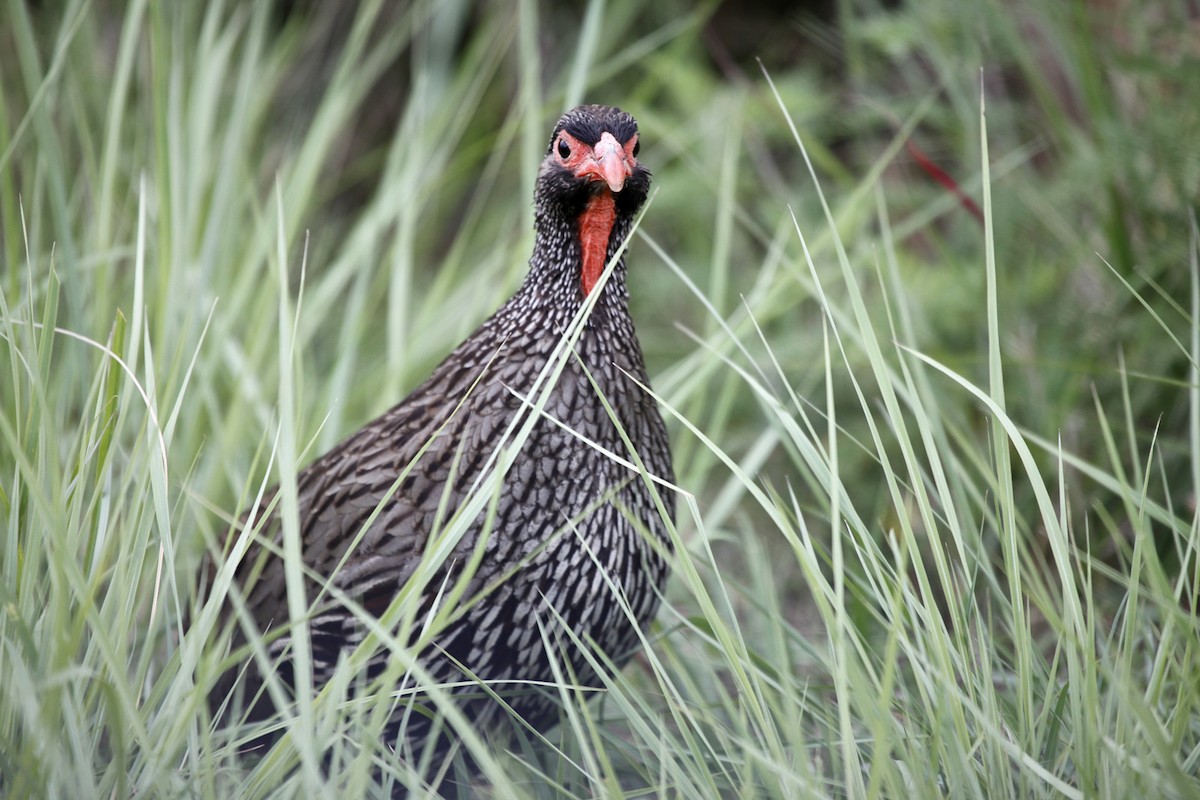 Red-necked Spurfowl (Southern) - ML205232311