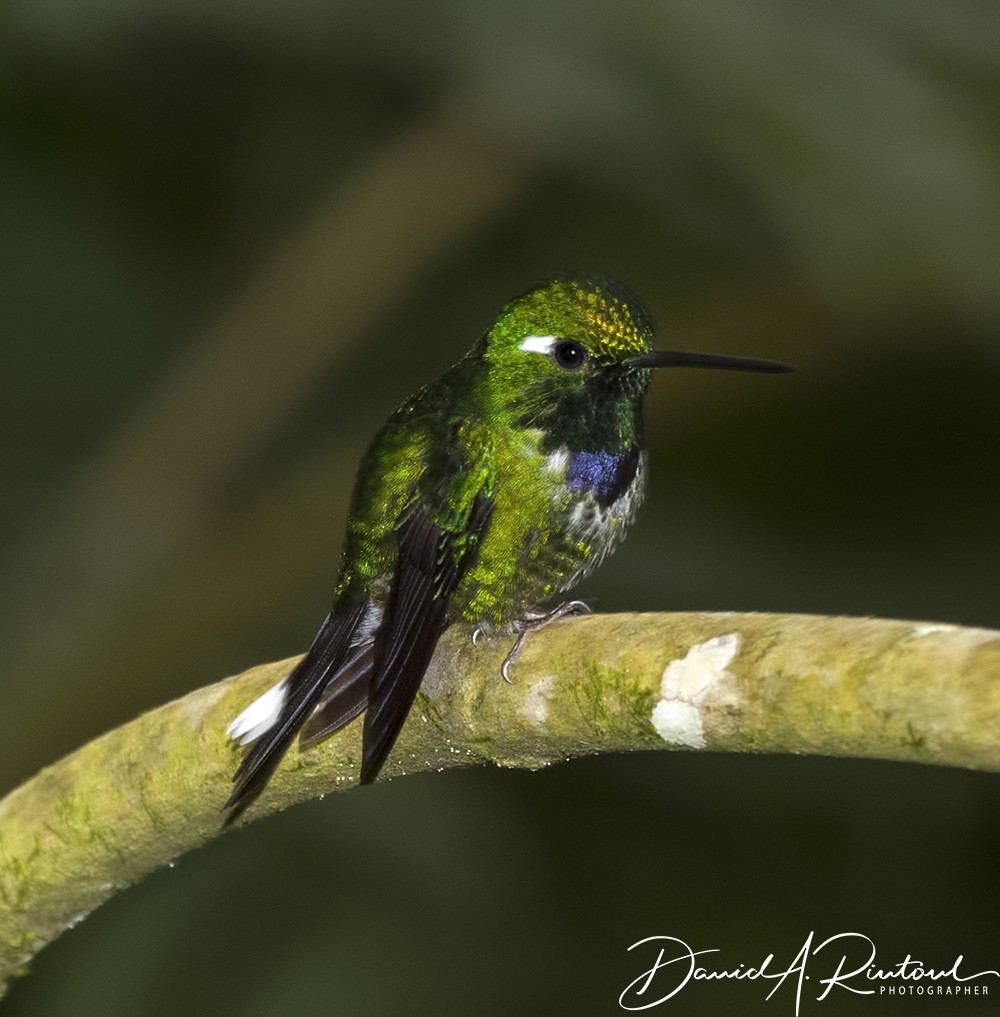 Purple-bibbed Whitetip - Dave Rintoul