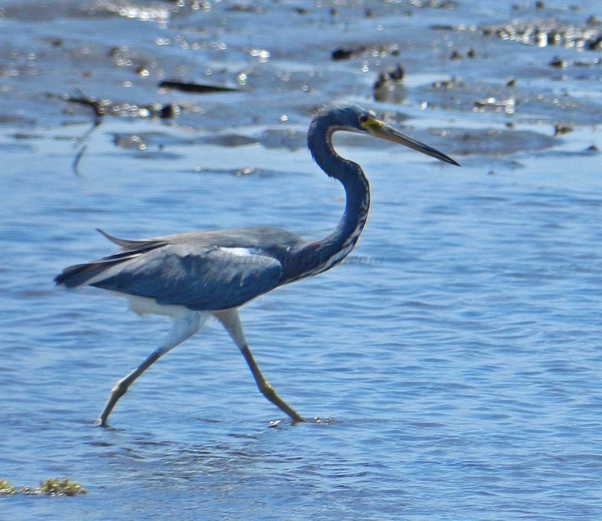 Tricolored Heron - ML205233471