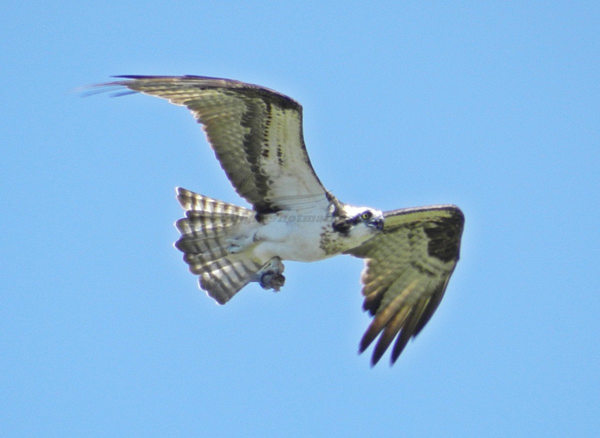 Águila Pescadora - ML205233481