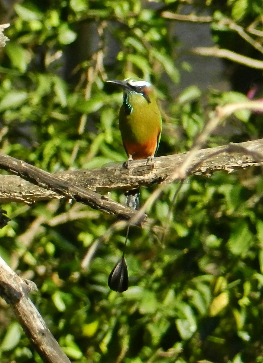 Turquoise-browed Motmot - ML205233511