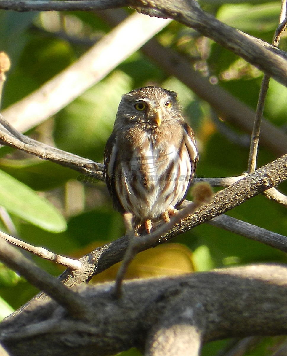 アカスズメフクロウ（brasilianum グループ） - ML205233521