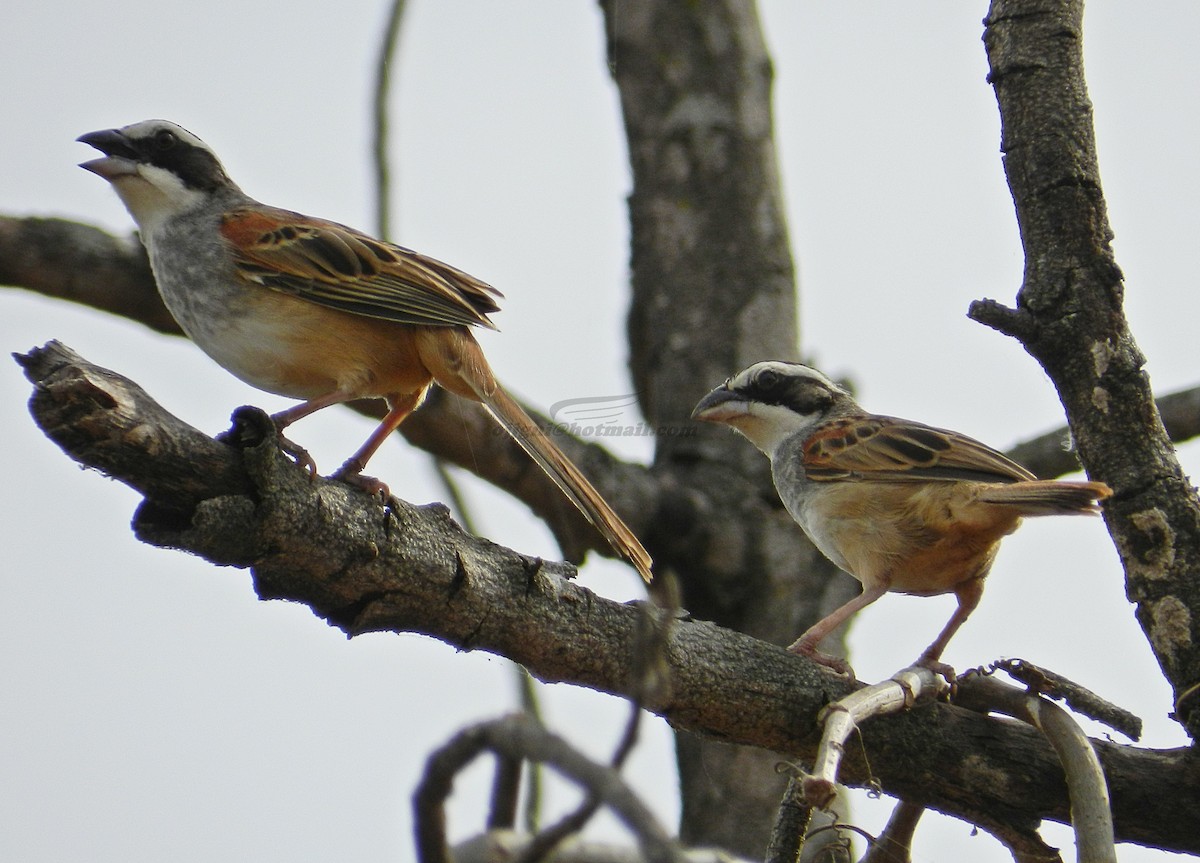 Stripe-headed Sparrow - ML205233571