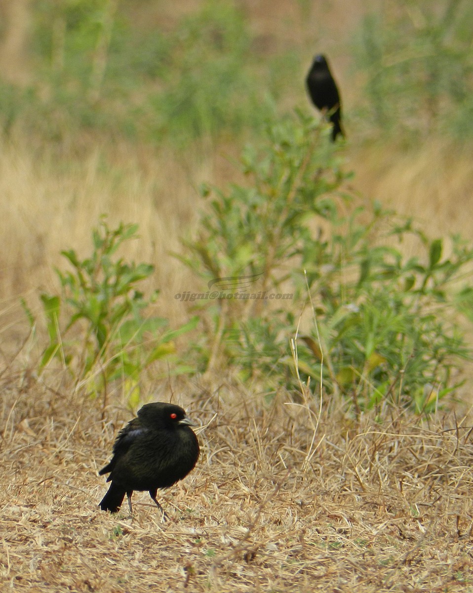 Bronzed Cowbird (Bronzed) - Orlando Jarquín