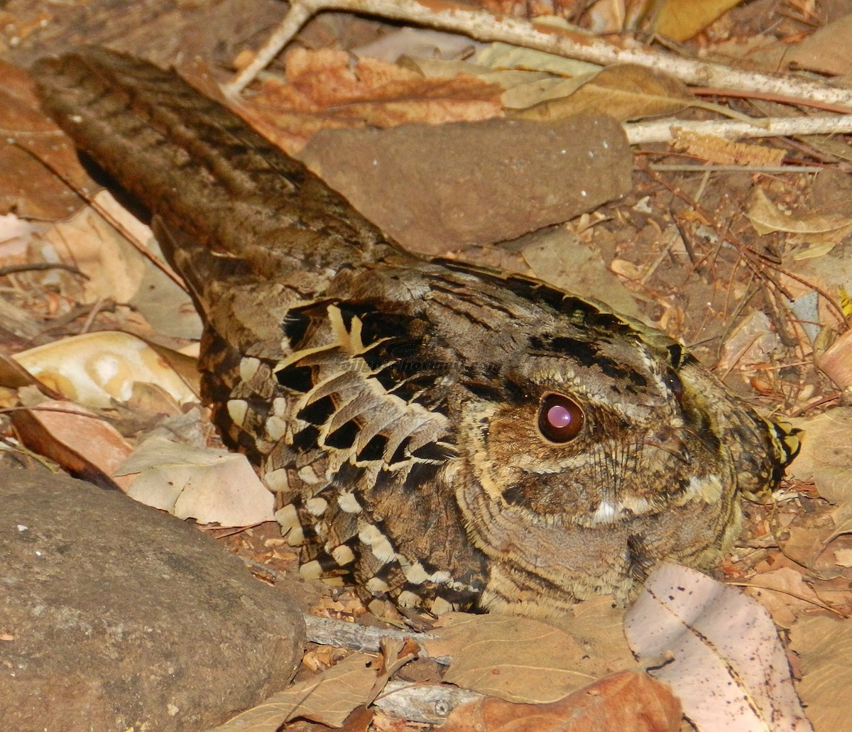 Common Pauraque - Orlando Jarquín