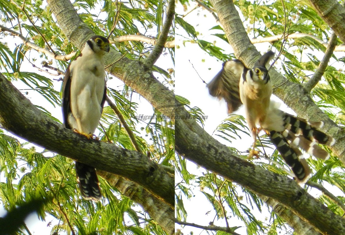 Collared Forest-Falcon - Orlando Jarquín