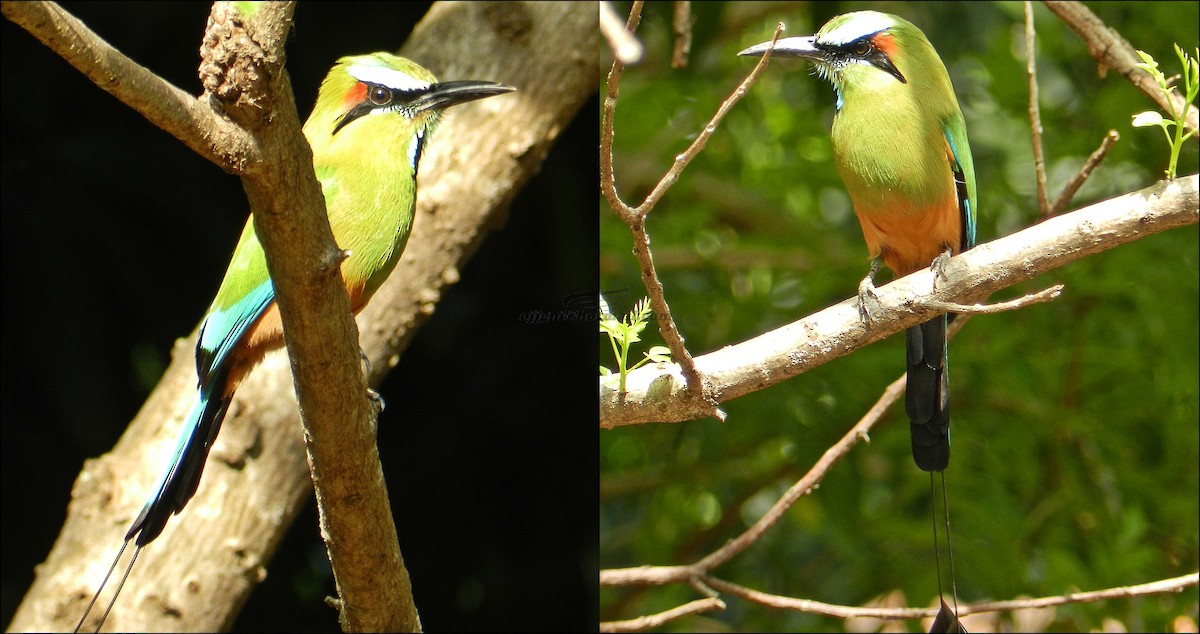 Turquoise-browed Motmot - ML205233751