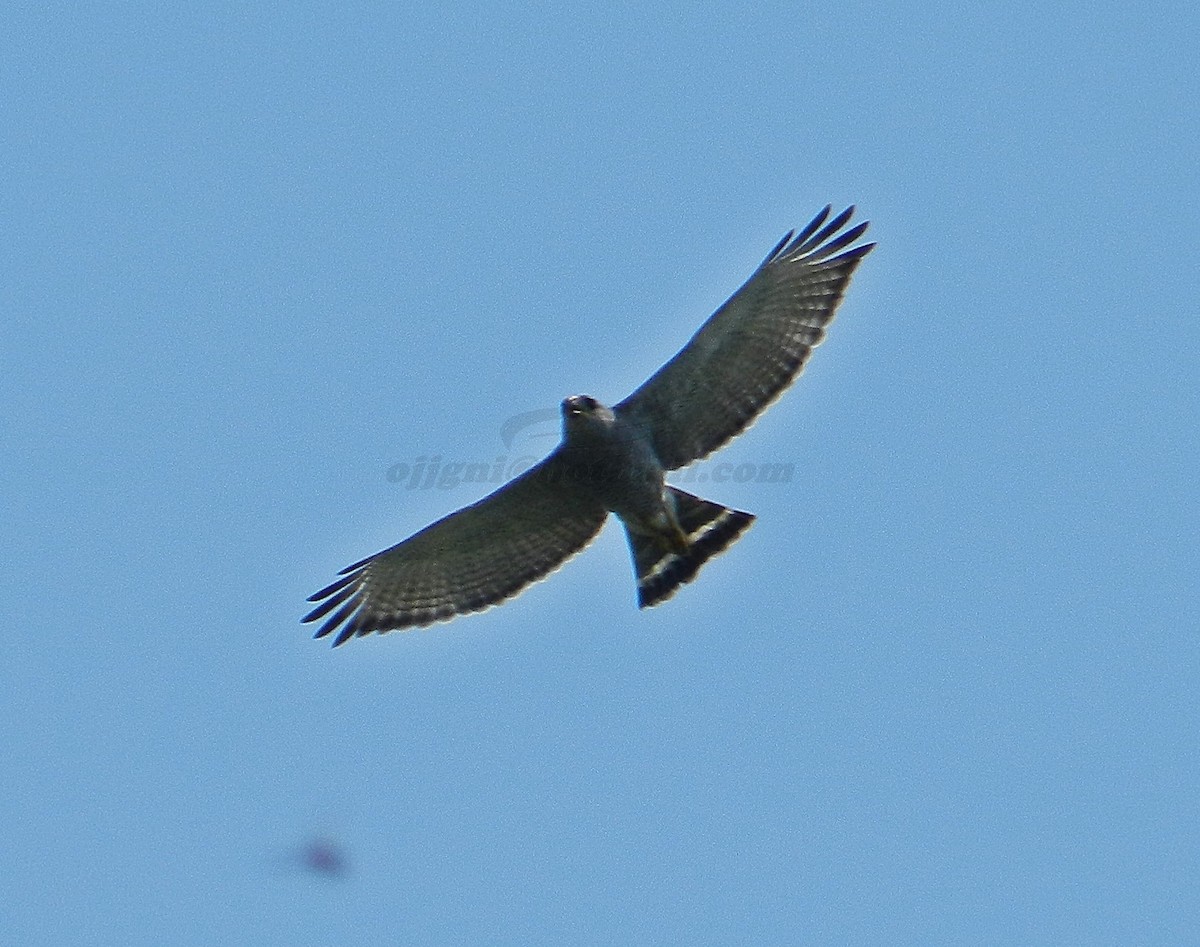 Buse grise - ML205233761