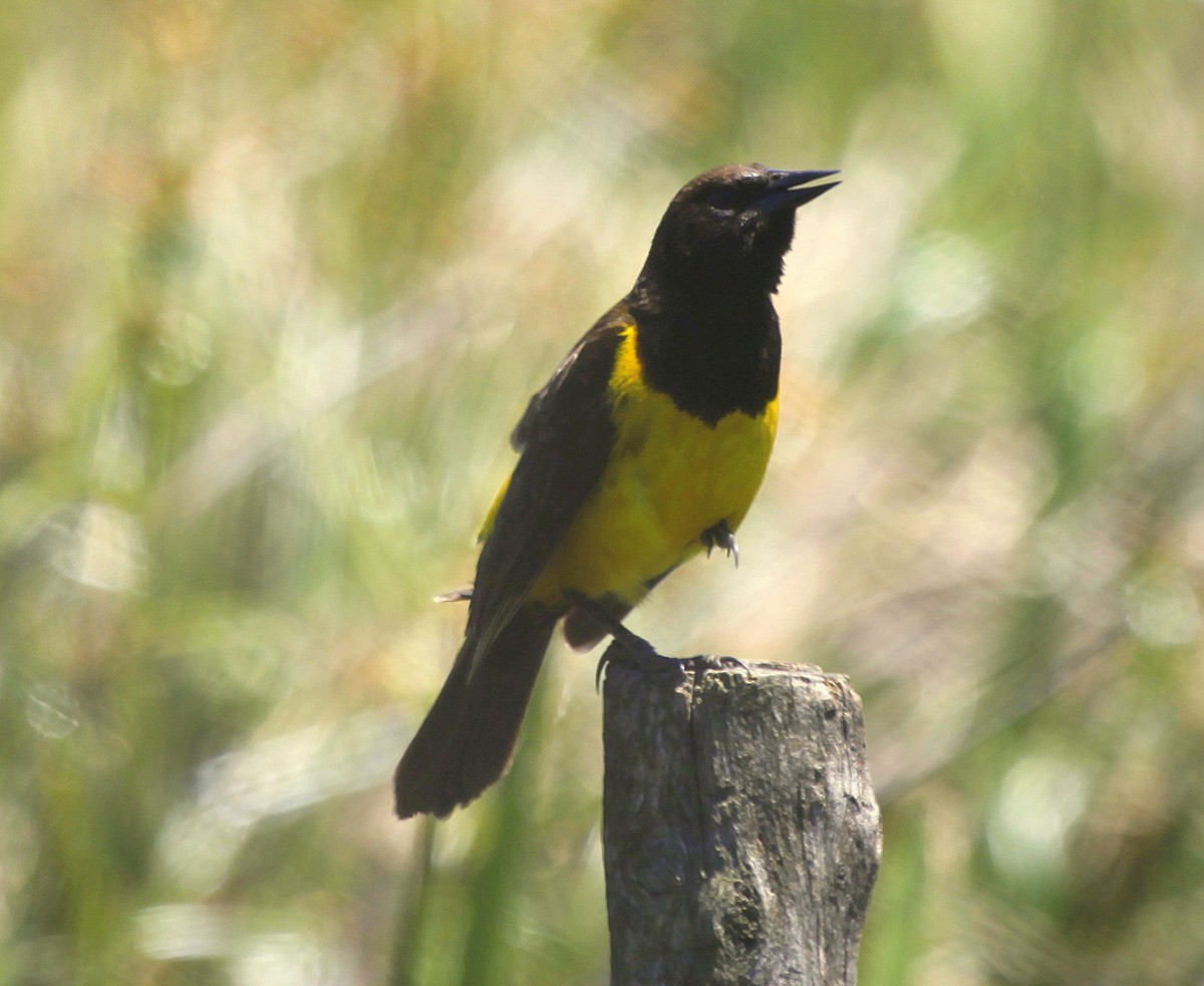 Yellow-rumped Marshbird - Carmelo López Abad