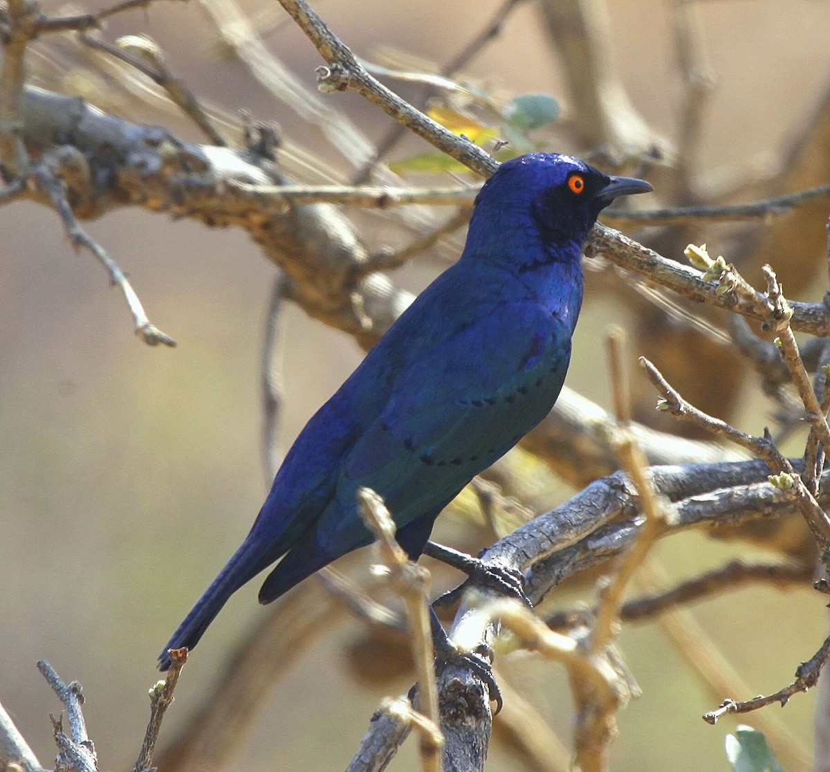 Greater Blue-eared Starling - ML205234471