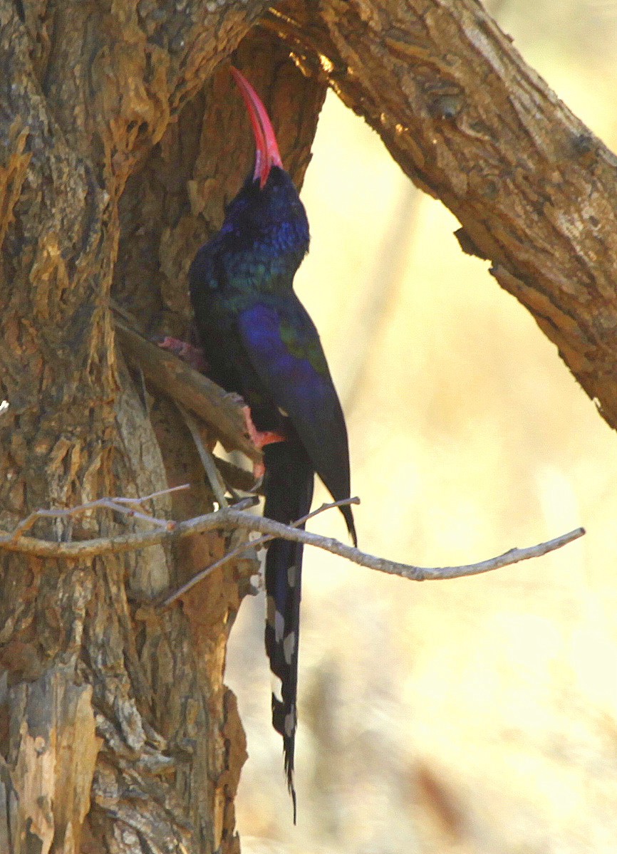 Green Woodhoopoe - ML205234491