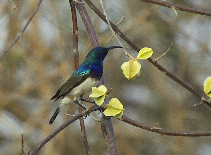 White-breasted Sunbird - ML205234501