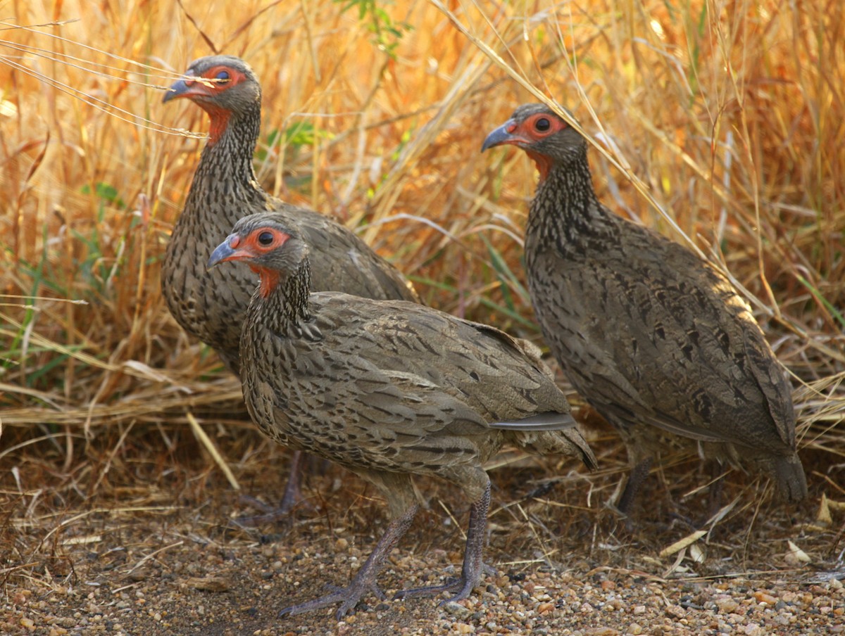 Swainson's Spurfowl - ML205234511