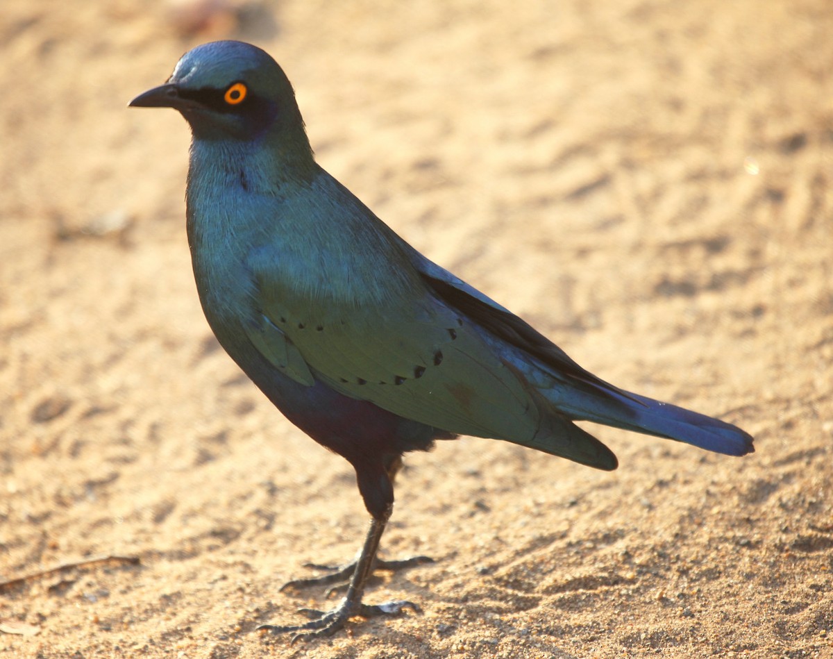 Greater Blue-eared Starling - ML205234751