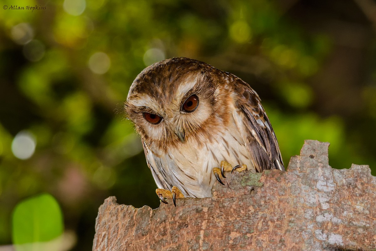 Bare-legged Owl - ML205234801