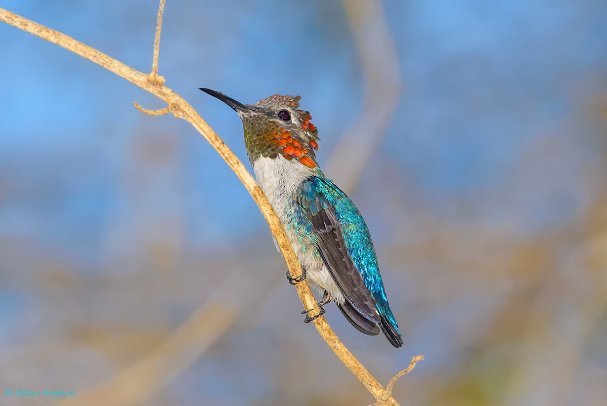 Bee Hummingbird - Allan Hopkins