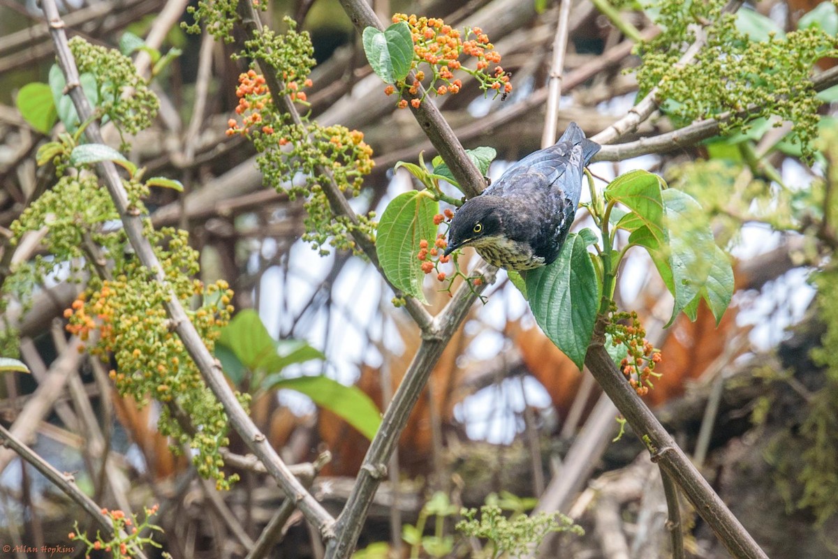 Sharpe's Starling - ML205235001