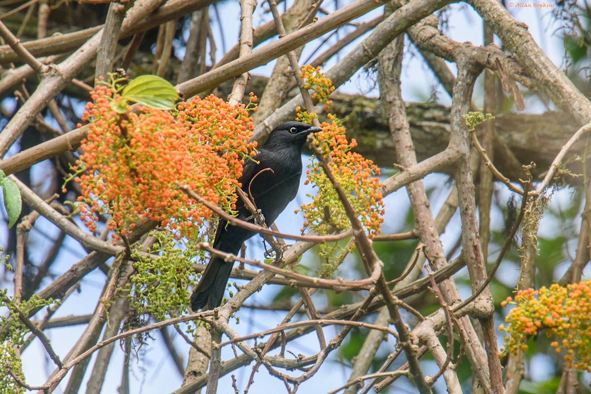 Kenrick's Starling - ML205235041