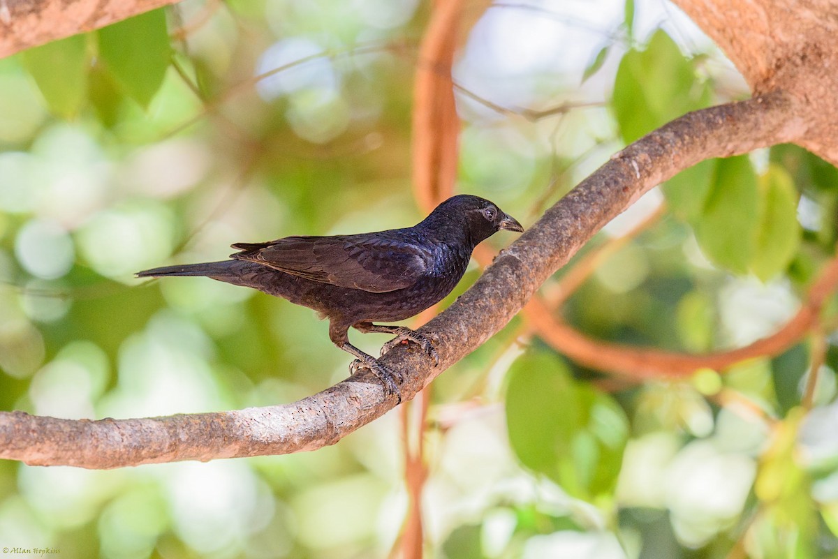 Scarlet-throated Tanager - Allan Hopkins