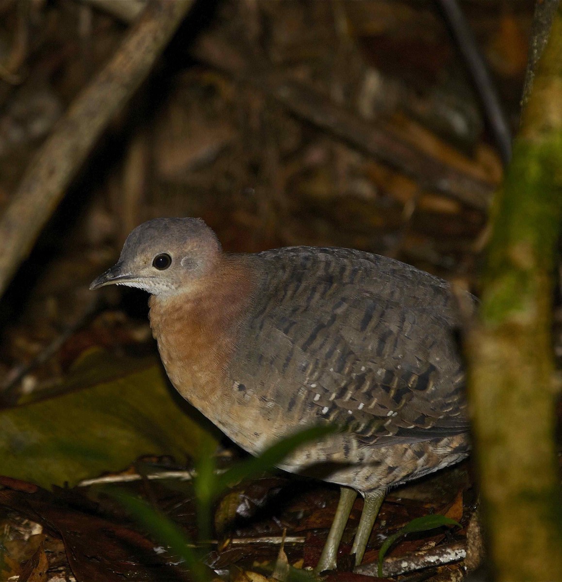 Bartlett's Tinamou - Alex Kirschel