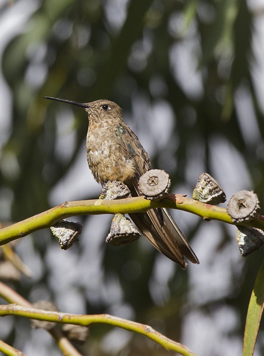Giant Hummingbird - Alex Kirschel