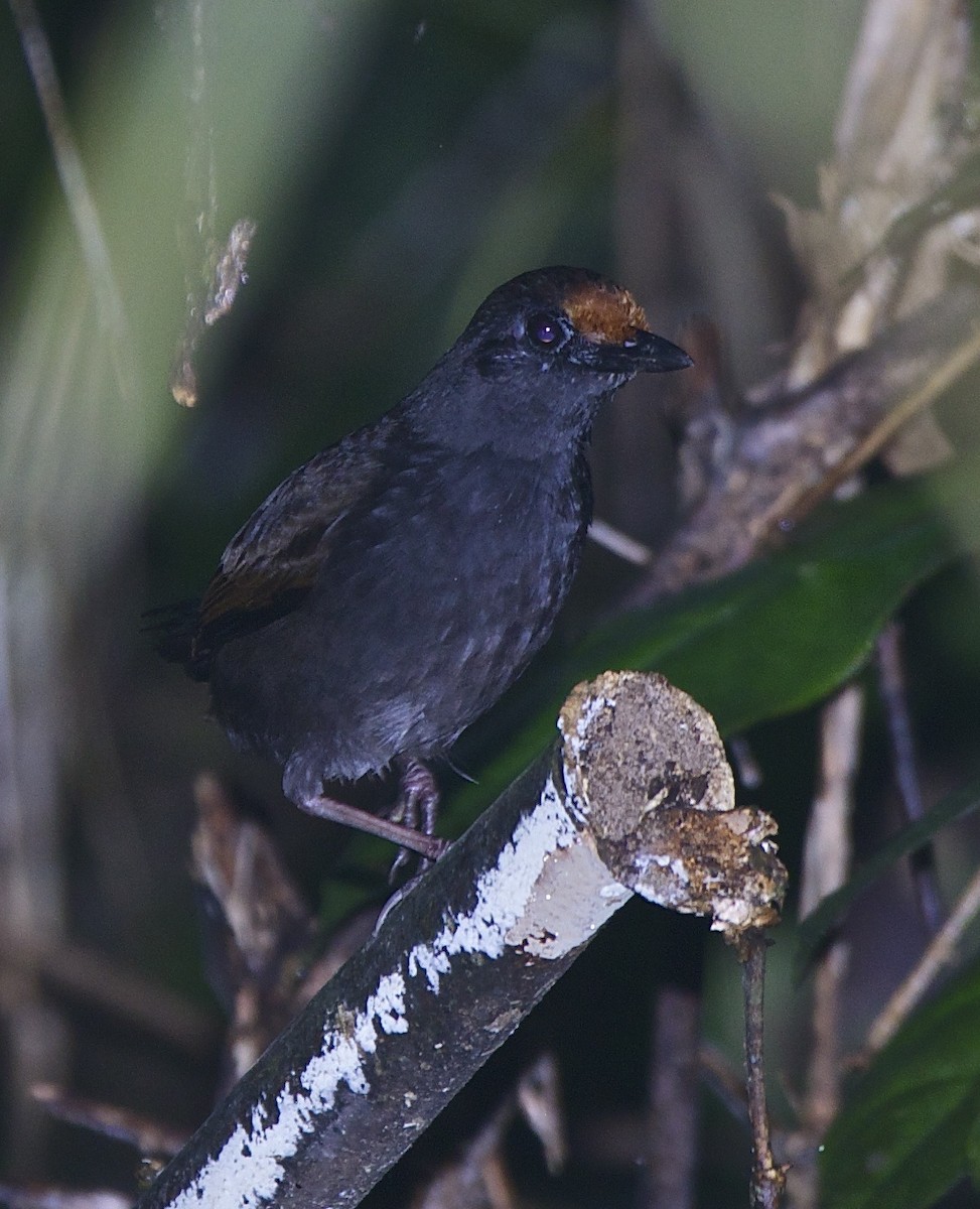 Rufous-fronted Antthrush - ML205235171