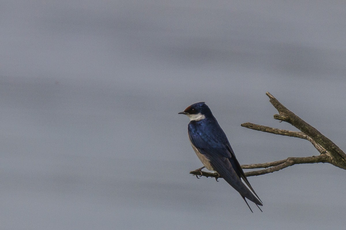 White-throated Swallow - Alexander Thomas