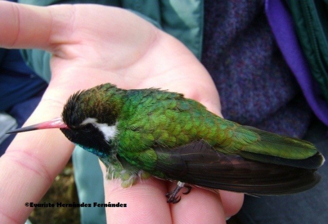 Colibrí Orejiblanco - ML205240031