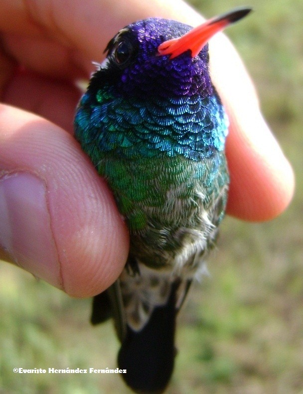 Colibri à oreilles blanches - ML205240041