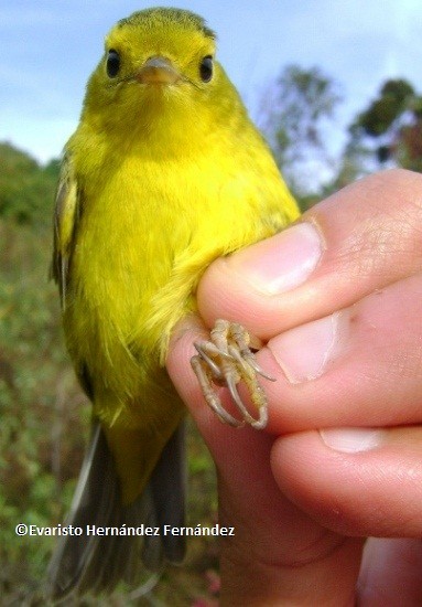 Wilson's Warbler - ML205240091